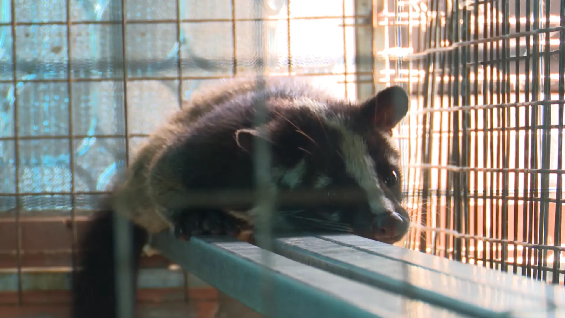 Quản lý gây nuôi động vật hoang dã | Tạp chí Kiểm lâm | 22/11/2025